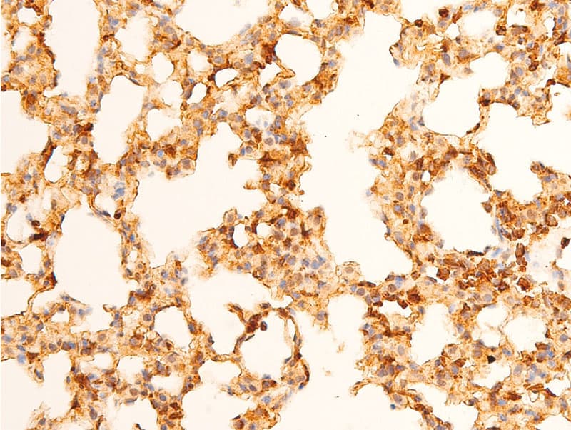 Polyclonal Rabbit anti-Human JUN / c-Jun Antibody (phospho-Tyr170, IHC, WB)