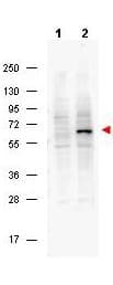 Monoclonal Mouse anti-Human PDCD4 Antibody (clone 9G6, phospho-Ser457, IHC, WB)