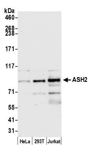 ASH2L / ASH2 Antibody (aa225-275)