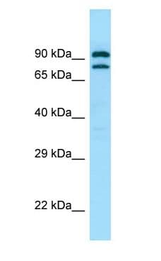 PDE4C Antibody (aa457-506)