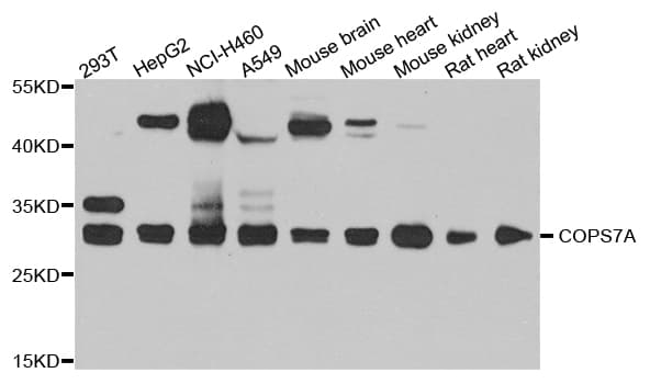 COPS7A Antibody