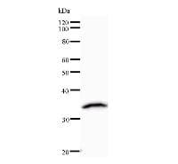 ZNF136 Antibody (clone ZNF1H5D11)