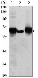 Monoclonal Mouse anti-Human PLAP / Alkaline Phosphatase Antibody (clone 300000, IHC, WB)