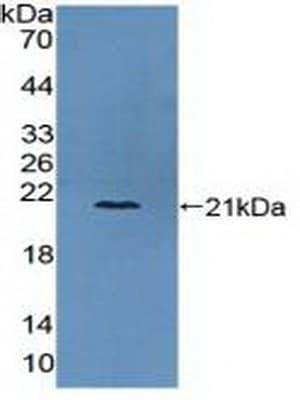 COL6A3 / Collagen VI Alpha 3 Antibody (aa463-624, APC)