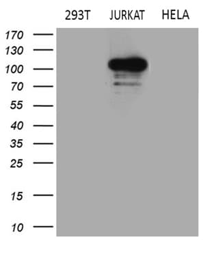 Monoclonal Mouse anti-Human APBB1IP / RIAM Antibody (clone OTI5B3, Carrier-free, WB)