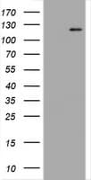 PECAM-1 / CD31 Antibody (clone OTI1F9)