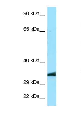 Polyclonal Rabbit anti-Human MRGPRE / MRGE Antibody (C-Terminus, WB)