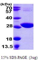 E. coli cysH Protein (Recombinant His)