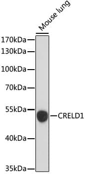 CRELD1 Antibody