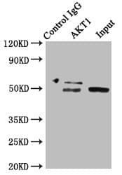 AKT1 Antibody