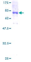 Human ATP6V1B2 Protein (Recombinant GST)