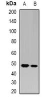 IHC-plus™ GATM / AGAT Antibody