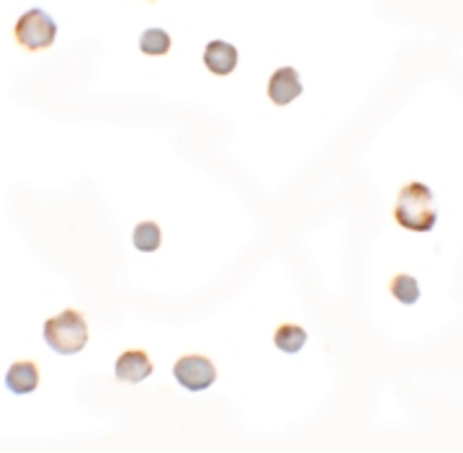 IHC-plus™ Polyclonal Rabbit anti-Human KIAA1324 / maba1 Antibody (IHC, IF, WB)