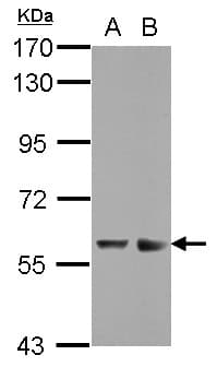 ZNF434 Antibody