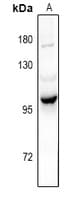 PIK3R5 Antibody
