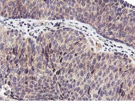 RFXANK Antibody (clone OTI3C10)