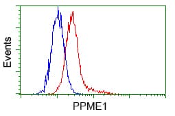 PME-1 / PPME1 Antibody (clone OTI7F12)