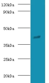 GNAO1 Antibody (FITC)