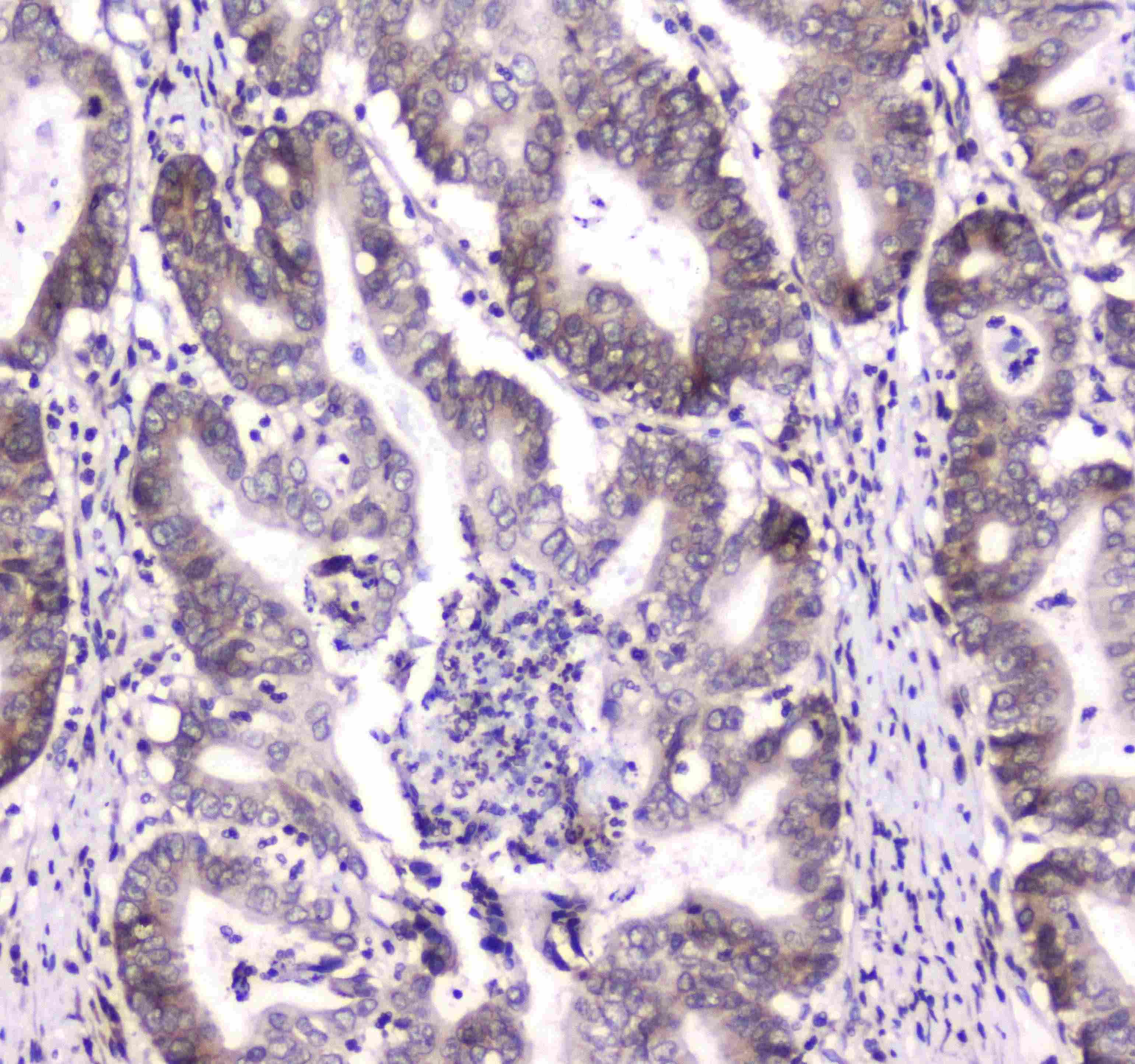 DGCR8 Antibody
