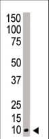NEDD8 Antibody (aa1-32)
