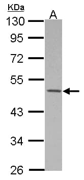 MKRN2 Antibody