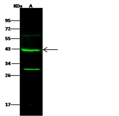 GALK1 / GK1 Antibody (Preservative Free)