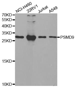 PSMD9 / 26S Proteasome Antibody