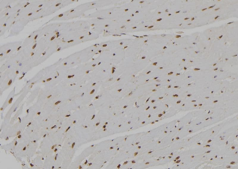 AREG / Amphiregulin Antibody