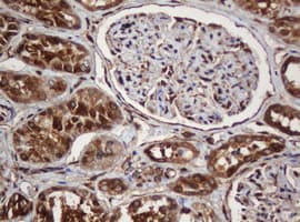 PAI-RBP1 / SERBP1 Antibody (clone OTI5G2)