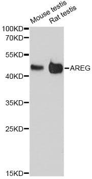 AREG / Amphiregulin Antibody