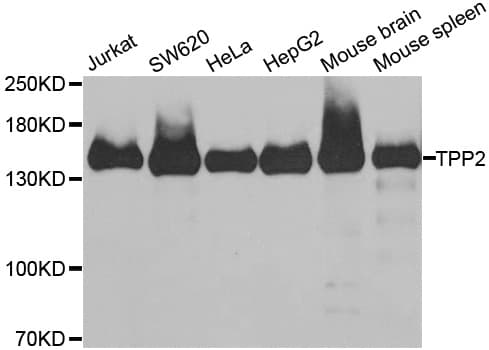 TPP2 Antibody