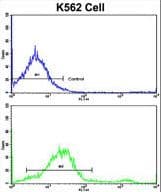LPIN2 / Lipin 2 Antibody (aa262-288)