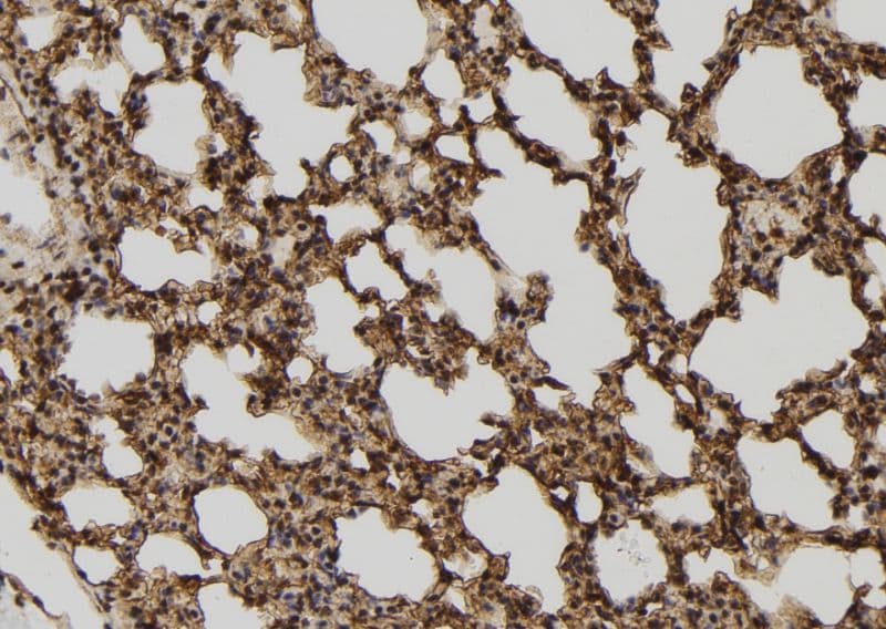 TELO2 Antibody