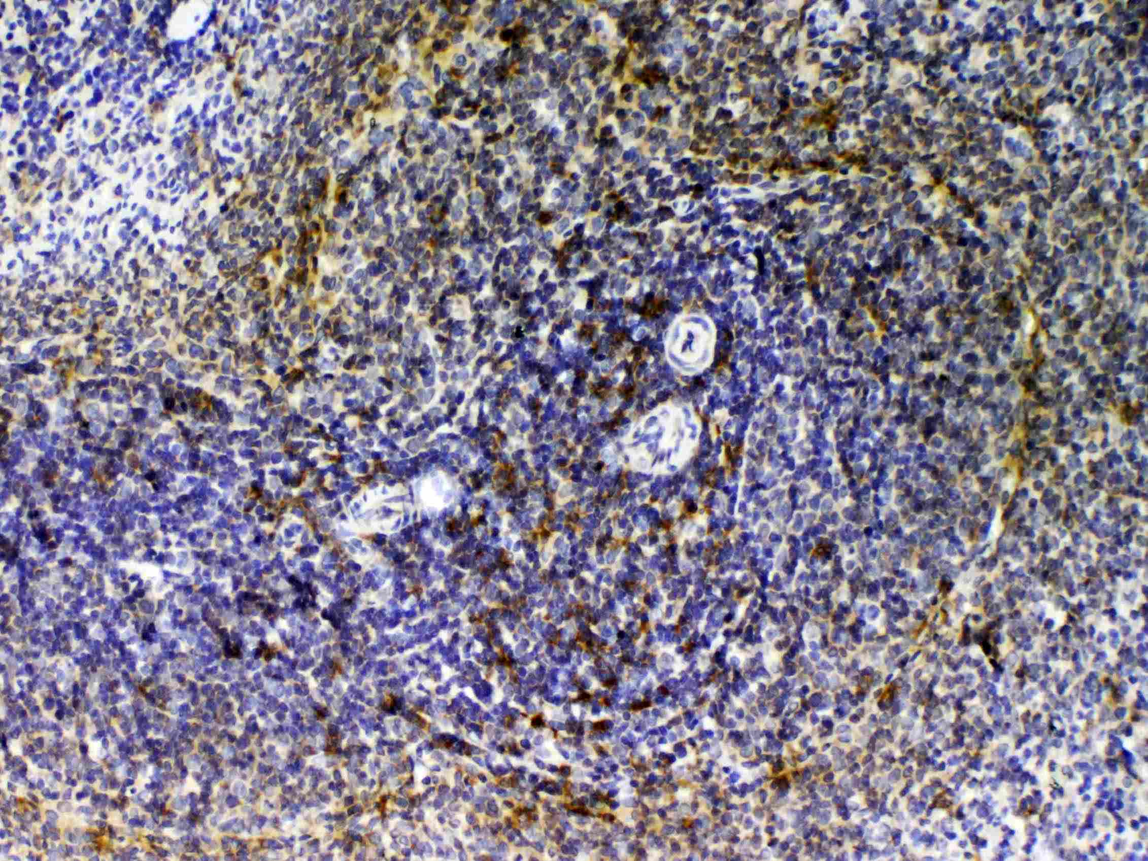 CD14 Antibody