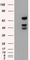 XRCC1 Antibody (clone OTI2D8)