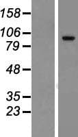 Human TCAF2 / FAM115C Protein (Over-Expression Lysate Myc-DDK (Flag))