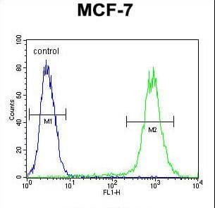 Polyclonal Rabbit anti-Human FGF9 Antibody (aa31-58, WB)