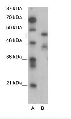 NFIA / Nuclear Factor 1 Antibody (aa348-397)