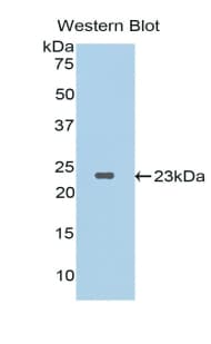 IL37 Antibody (aa27-192, HRP)
