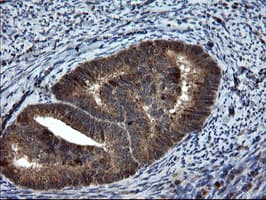 SKIL / SNO / SnoN Antibody (clone OTI3E9)