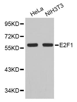 Polyclonal Rabbit anti-Human E2F1 Antibody (IHC, WB)