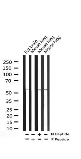 PDCD4 Antibody (phospho-Ser67)