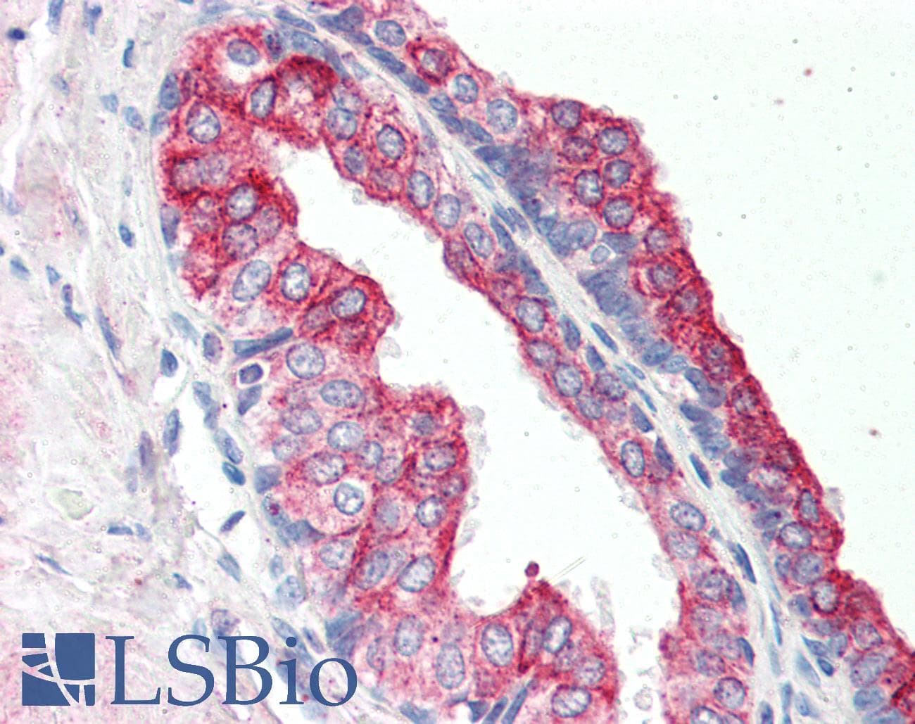 IHC-plus™ RNF34 Antibody (aa3-14)