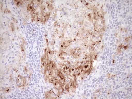 GPNMB / Osteoactivin Antibody (clone OTI2A10, Carrier-free)
