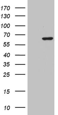 ZNF454 Antibody (clone OTI8B5)