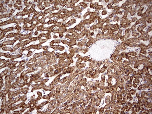 APC Antibody (aa955-1382, clone OTI2B8)