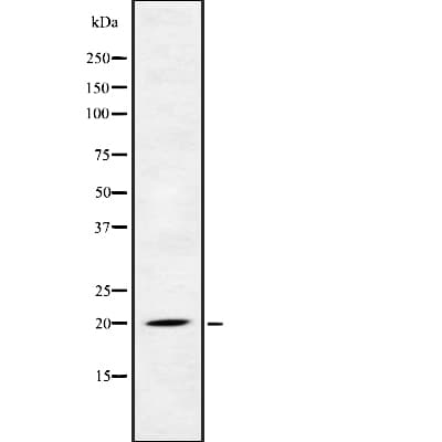 FGF22 Antibody