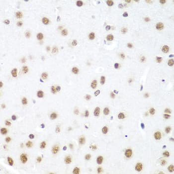 DDX39B / UAP56 Antibody