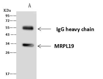 MRPL19 Antibody