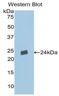 MMP13 Antibody (aa290-468, Biotin)